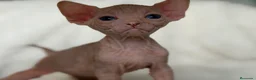 Sphynx gatos en venta: Sphynx  - Anuncio 3