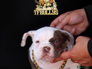American Bully perros en Cantabria - Anuncio 19