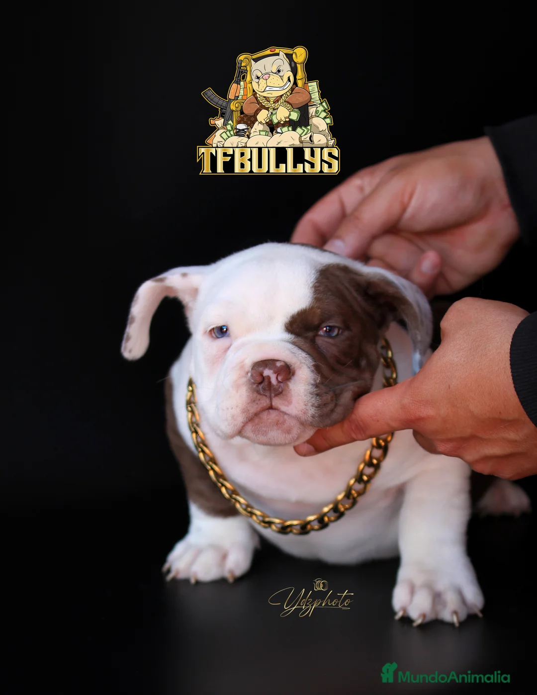 American Bully perros en venta: AMERICAN BULLY POCKET COLOR CHOCOLATE en Cantabria - Anuncio 1