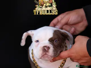 American Bully perros AMERICAN BULLY POCKET COLOR CHOCOLATE en Cantabria - Anuncio 4