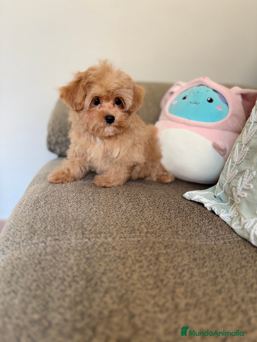 Maltipoo perros en venta: Maltipoo  - Imagen 2