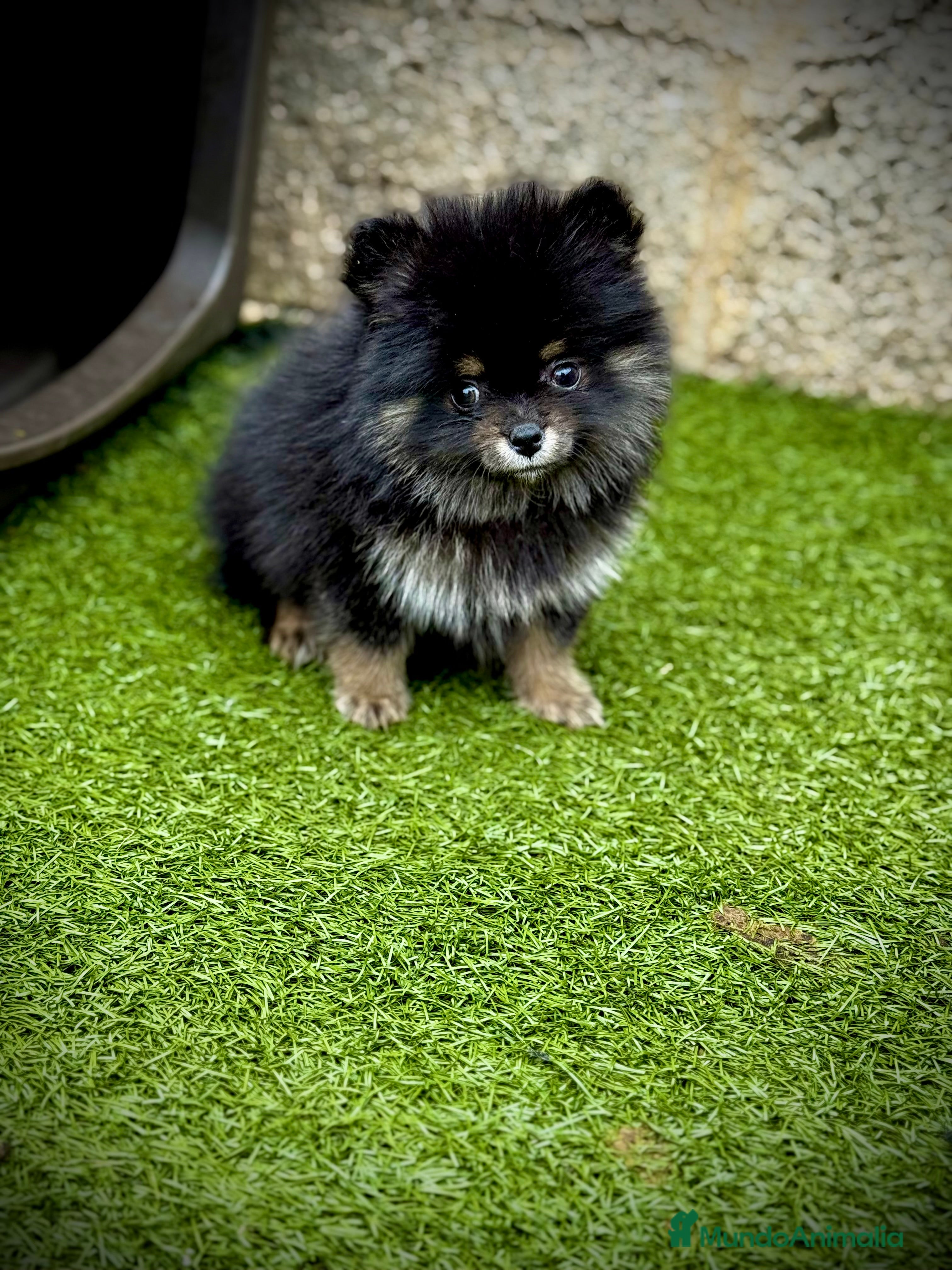 Pomerania perros Pomerania toy - Anuncio 2