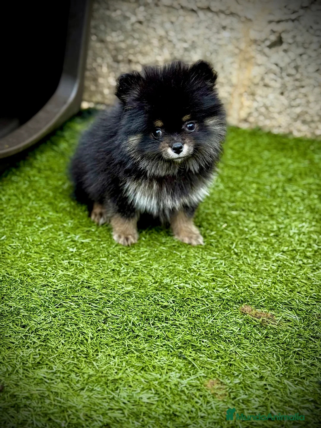 Pomerania perros en venta: Pomerania toy - Anuncio 2