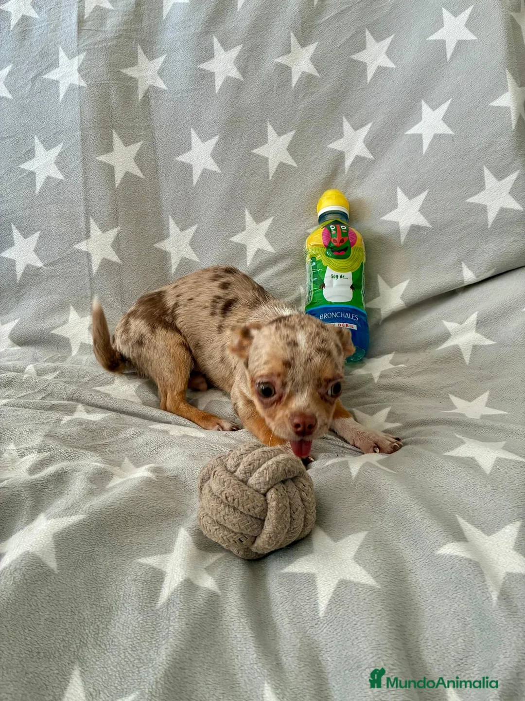 Chihuahua perros en venta: Chihuahua toy - Anuncio 1