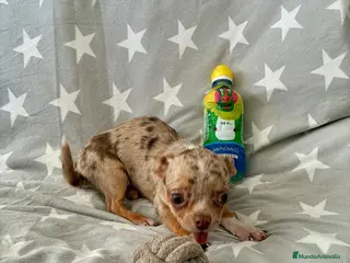 Chihuahua perros Chihuahua toy - Anuncio 1