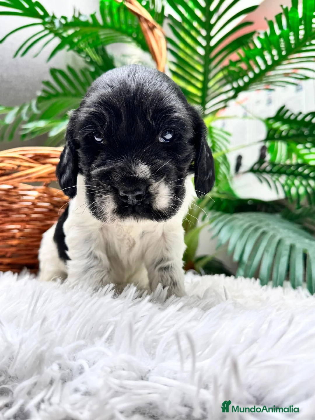 Cocker Spaniel Inglés perros en venta: COCKER SPANIEL INGLES - Anuncio 6