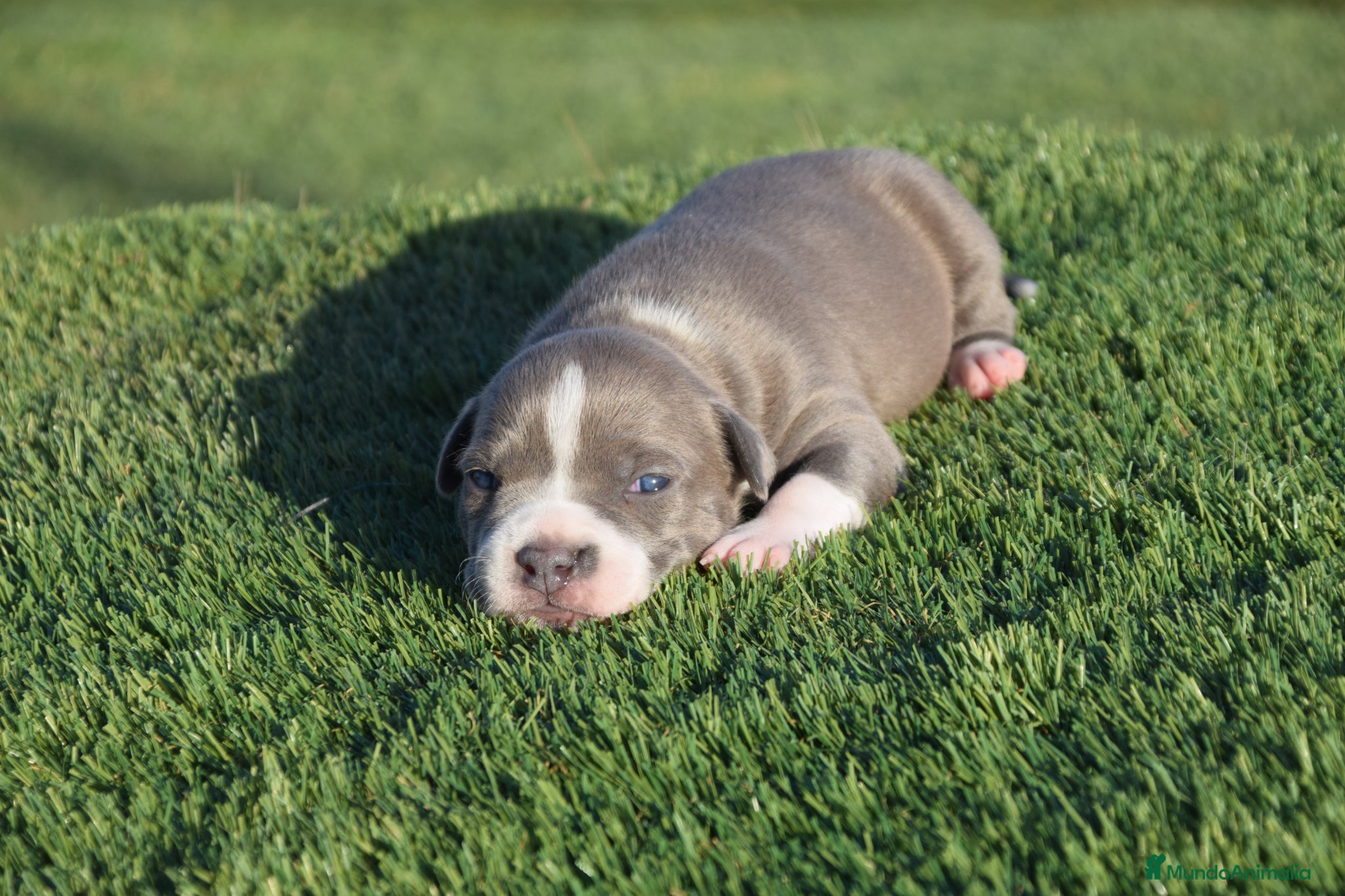 American Staffordshire-Terrier perros en venta: PEDIGREE AMERICAN STAFFORDSHIRE TERRIER BLUE  - Anuncio 14