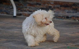 Perro de Agua Español perros en venta: CACHORRA, PERRO DE AGUA ESPAÑOL - Anuncio 6