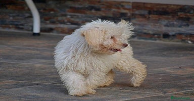 Perro de Agua Español perros CACHORRA, PERRO DE AGUA ESPAÑOL - Anuncio 8