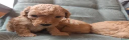 Caniche Toy perros en venta: Caniche toy PRECIO REAL en Álava - Anuncio 8