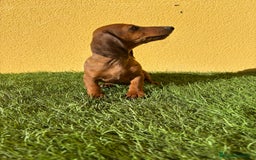 Teckel Miniatura perros en venta: Macho Teckel Miniatura merle chocolate diluido - Imagen 10