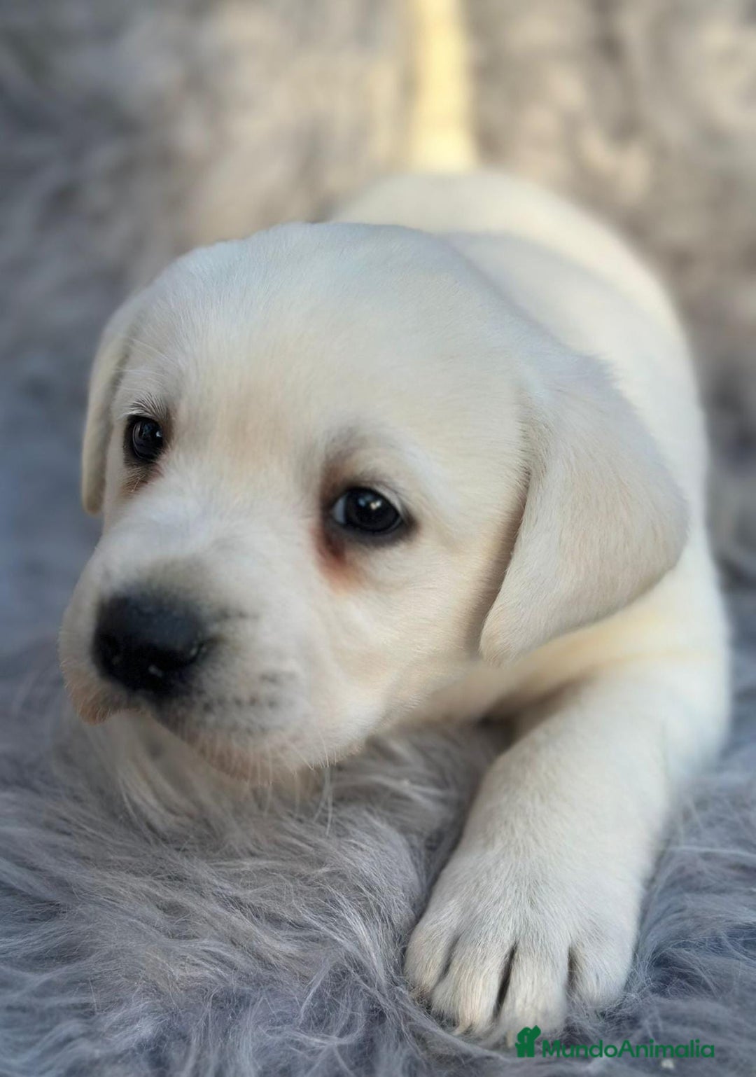 Labrador Retriever perros en venta: LABRADOR RETRIEVER PEDIGREE - Anuncio 2