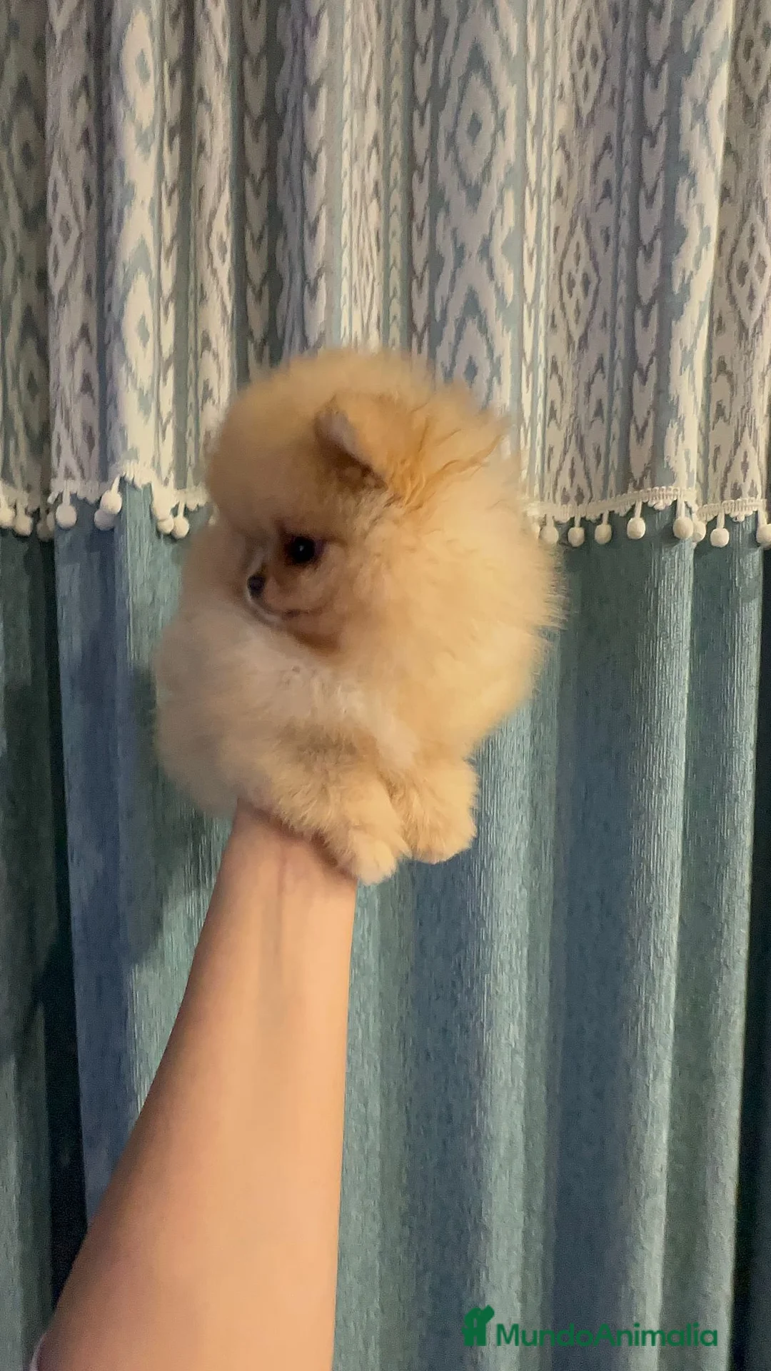 Pomerania perros en venta: Pomeranias súper mono y chatos - Anuncio 2