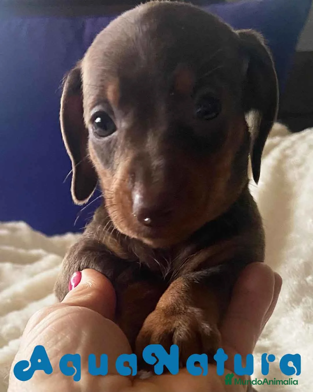 Teckel Miniatura perros en venta:  Teckel Macho de Kily y Tilo 1884 AQUANATURA en Barcelona - Anuncio 3