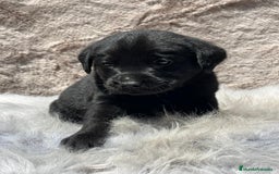 Labrador Retriever perros en venta: Labrador negro - Imagen 2