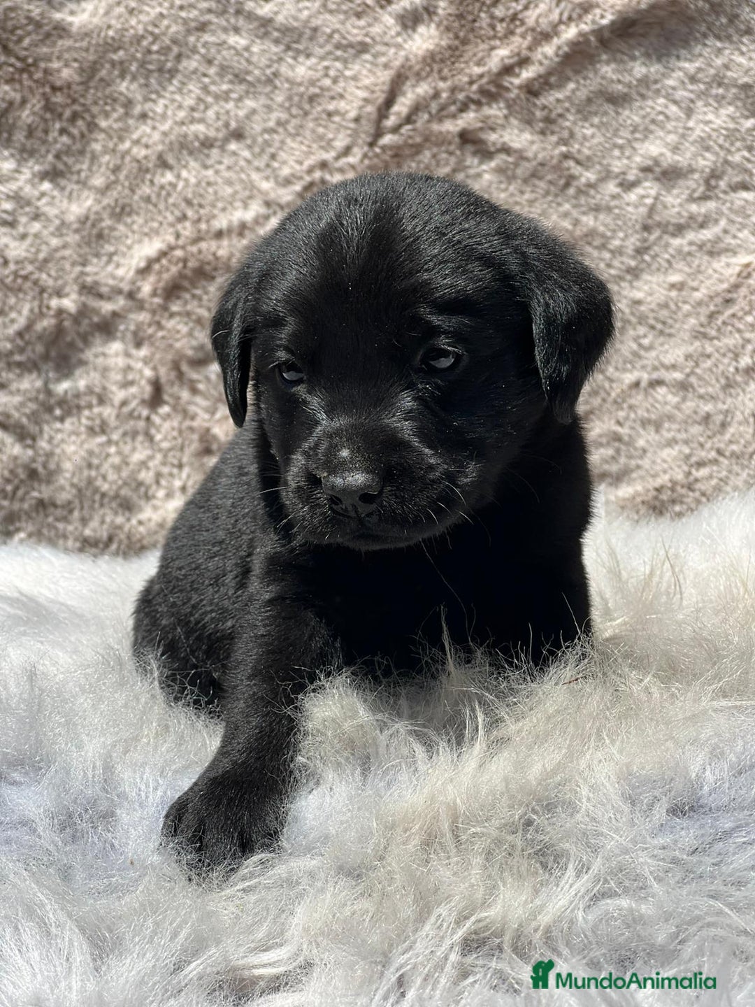 Labrador Retriever perros en venta: Labrador negro - Imagen 2