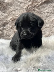 Labrador Retriever Cachorro 2
