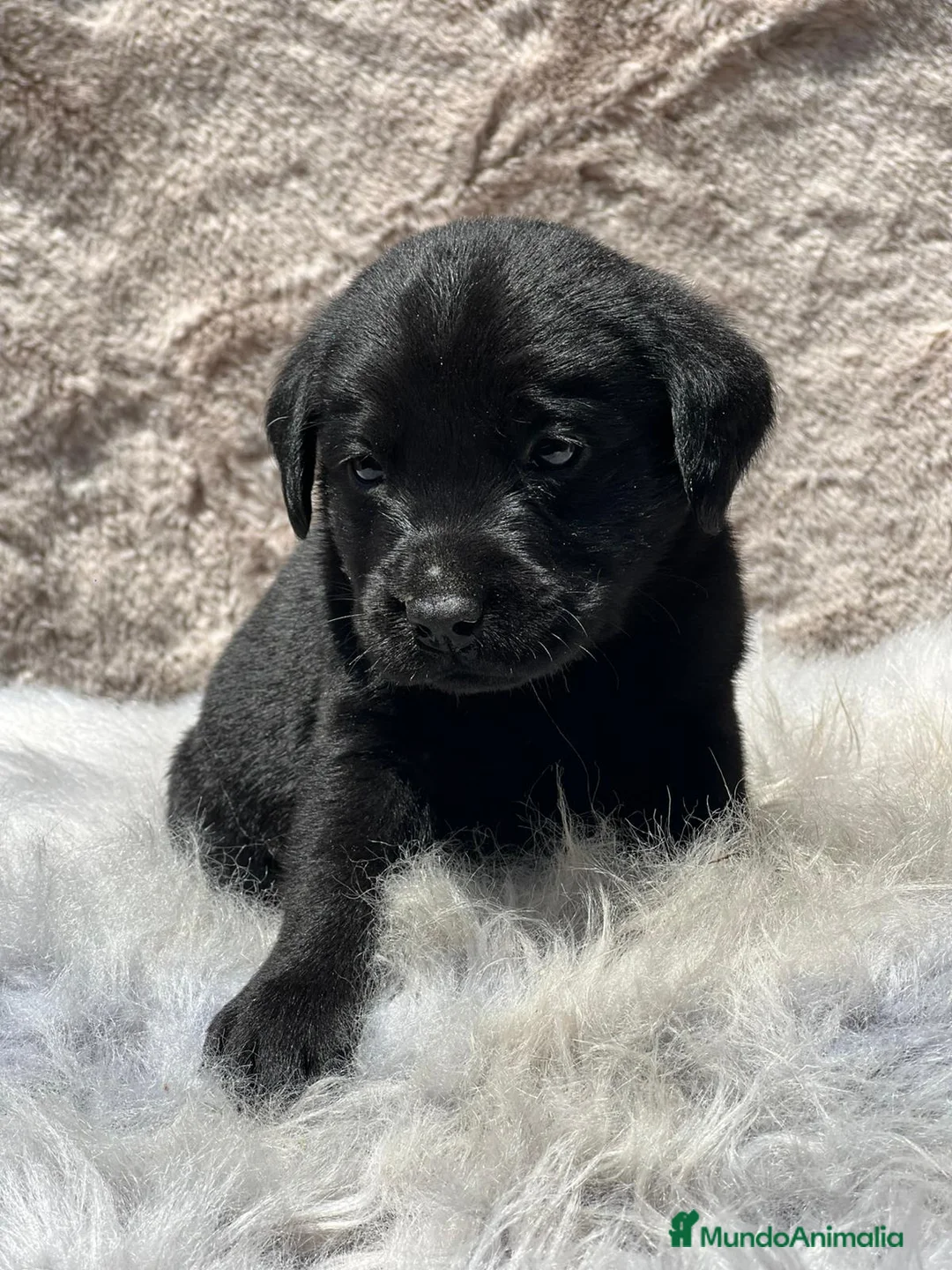 Labrador Retriever perros en venta: Labrador negro - Anuncio 2