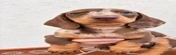 Chihuahua perros en venta: Impresionantes teckel canichen kanichen - Anuncio 4