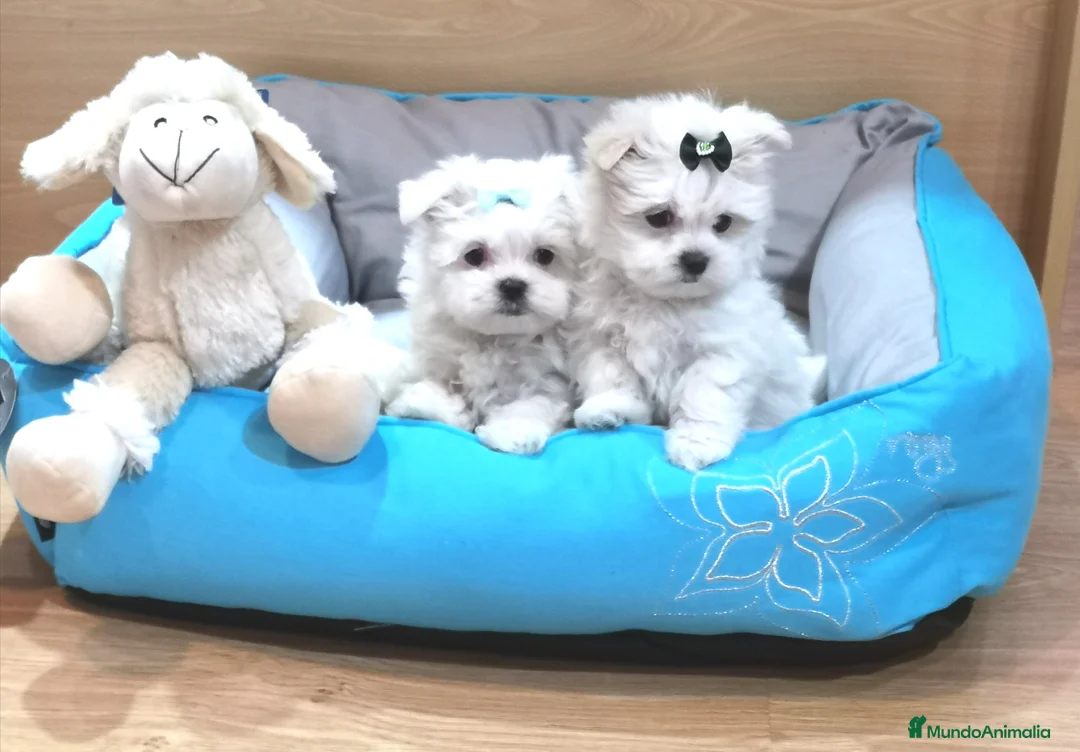 Bichón Maltés perros en venta: Cachorros de Bichón Maltés en Barcelona - Anuncio 6