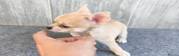 Chihuahua perros en venta: CHIHUAHUA HEMBRA PELO CORTO - Anuncio 2