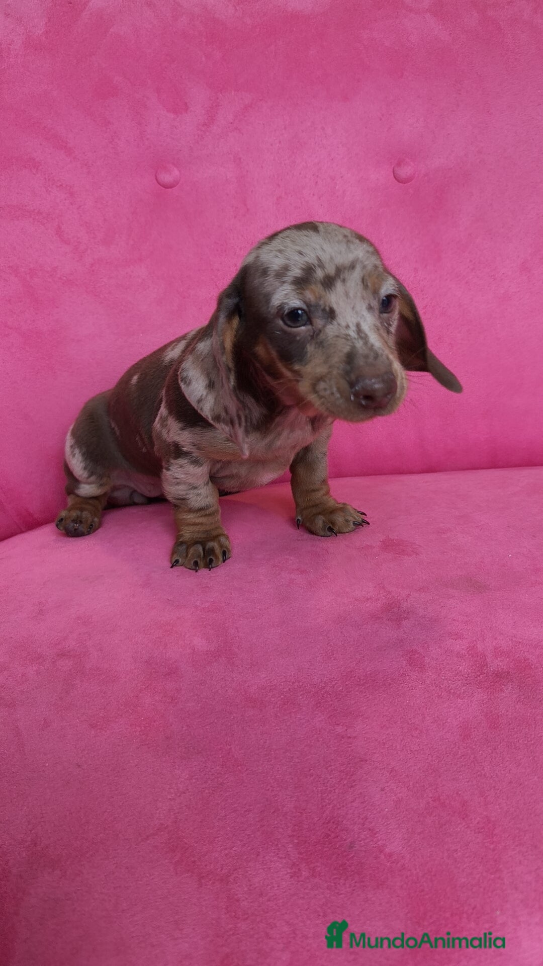 Teckel Miniatura perros en venta: Teckel mini arlequín ♂️♀️ - Anuncio 2