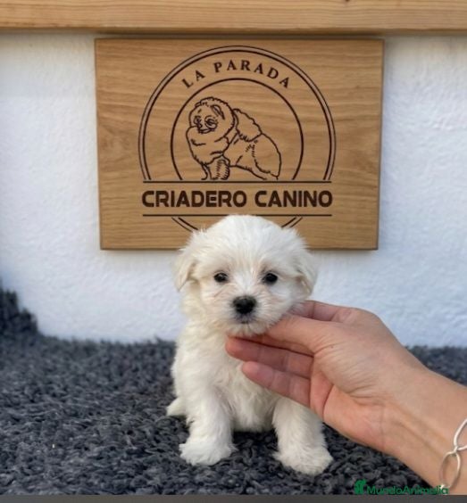 Bichón Maltés perros Bichon maltes disponibles  - Anuncio 26