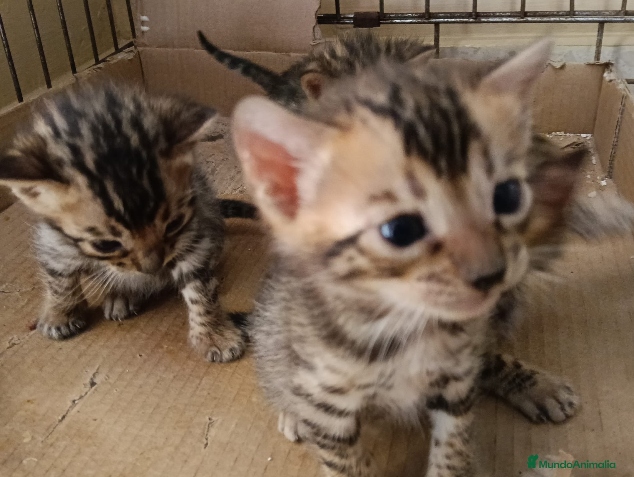Bengalí gatos BENGALÍ PRECIOSA CAMADA  - Anuncio 1