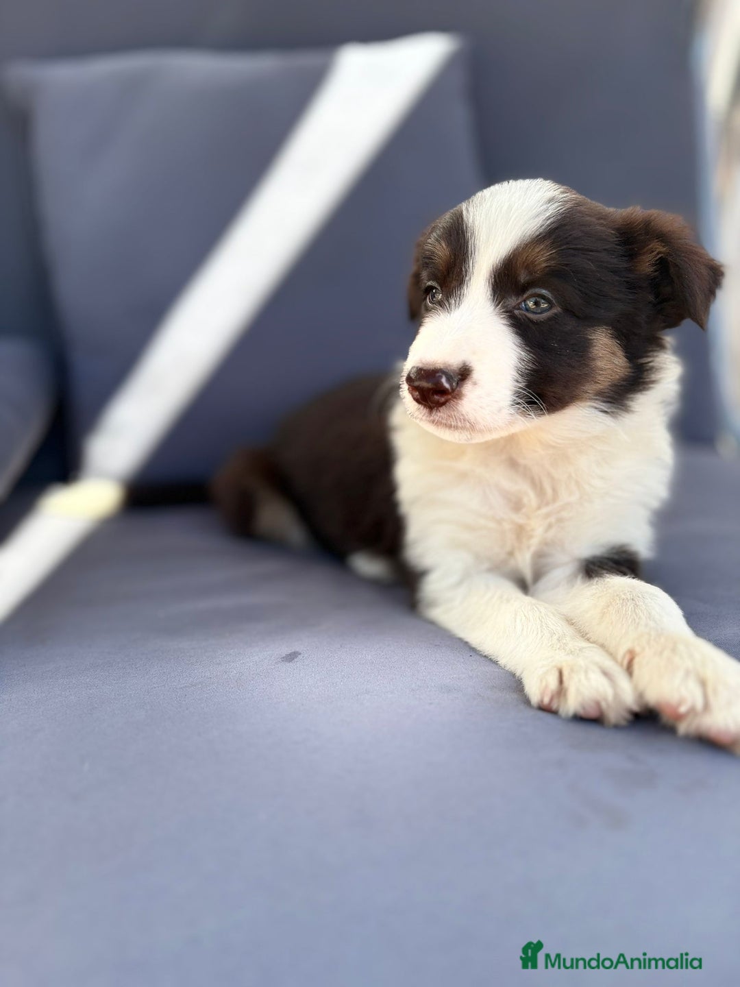 Border Collie perros en venta: ULTIMAS 2 HEMBRAS BORDER COLLIE  - Imagen 10