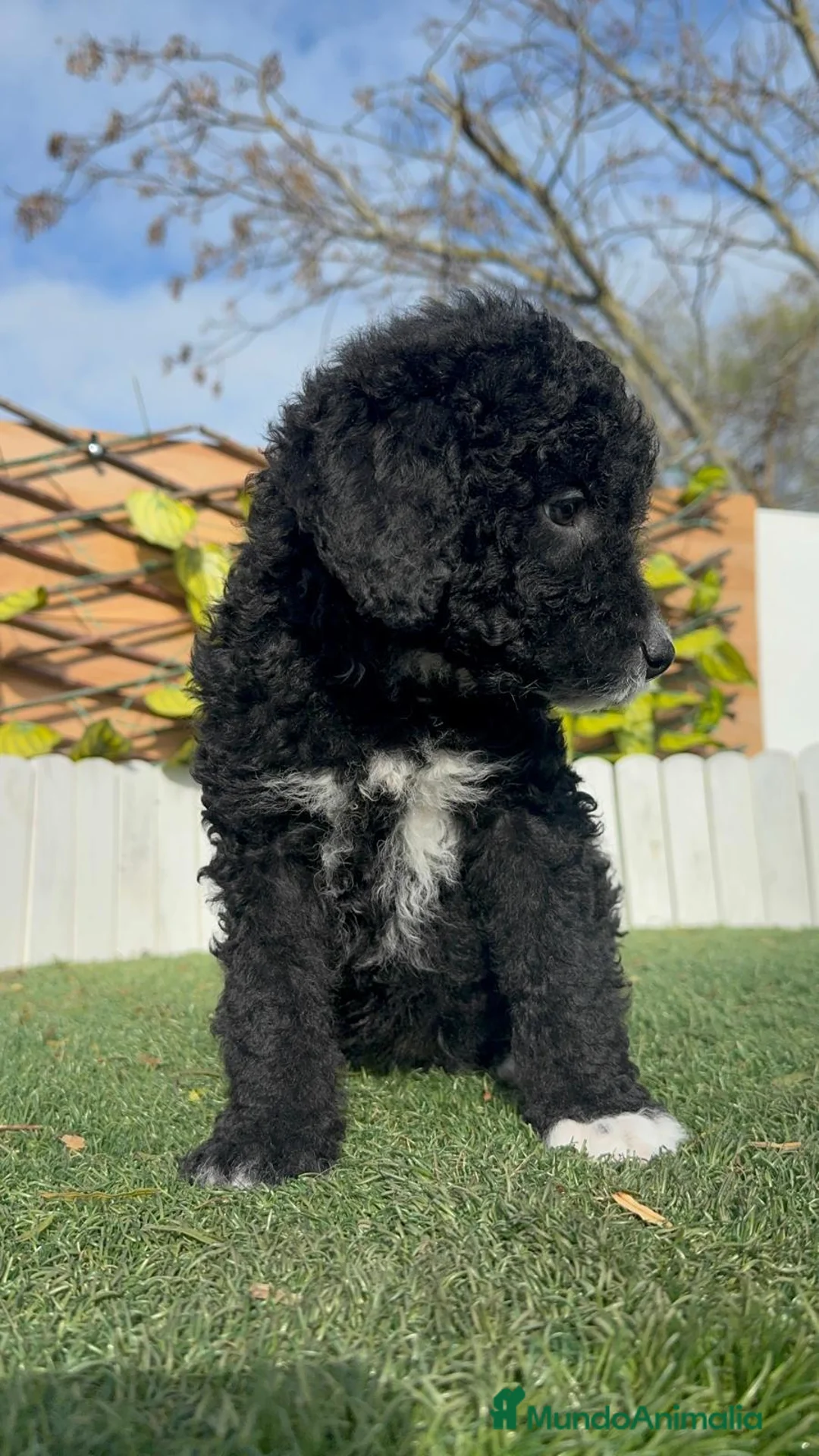 Perro de Agua Español perros en venta: PERRO DE AGUA ESPAÑOL-LISTO PARA ENTREGAR - Anuncio 6