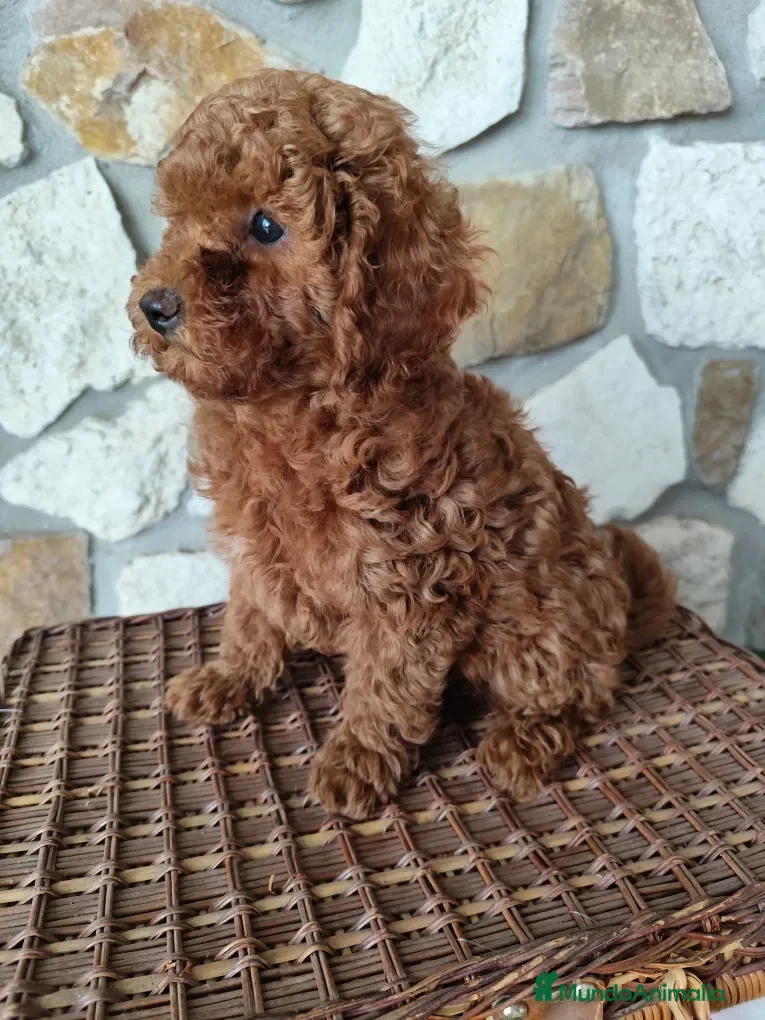 Caniche Toy perros caniche asiáticos toy  - Anuncio 7