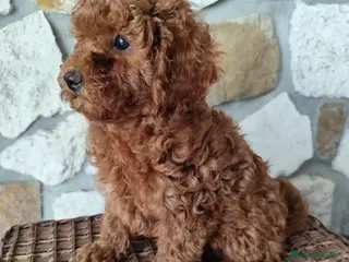 Caniche Toy perros caniche asiáticos toy - Anuncio 7