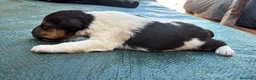 Fox Terrier de Pelo Duro perros en venta: Foxterrier camada - Anuncio 7
