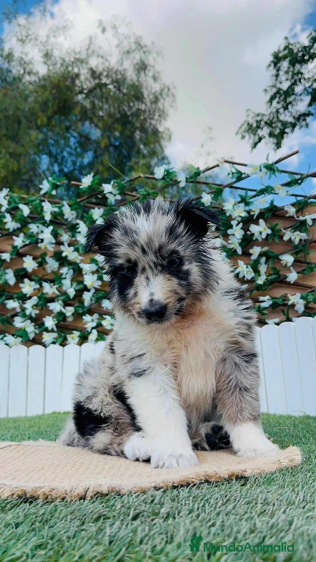 Border Collie perros en venta: BORDER COLLIE - Anuncio 12