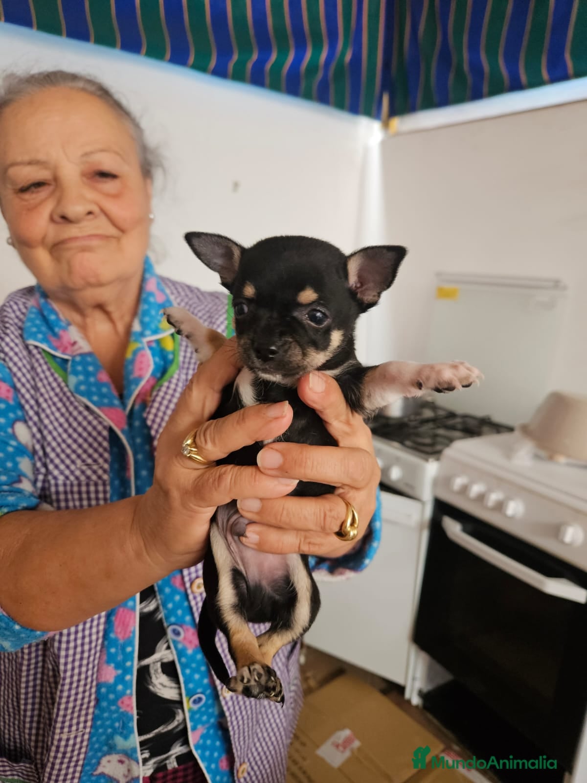 Chihuahua perros Chihuahua negro  - Anuncio 1