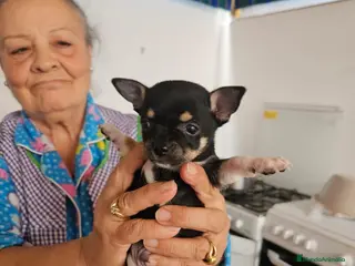 Chihuahua perros Chihuahua negro - Anuncio 15