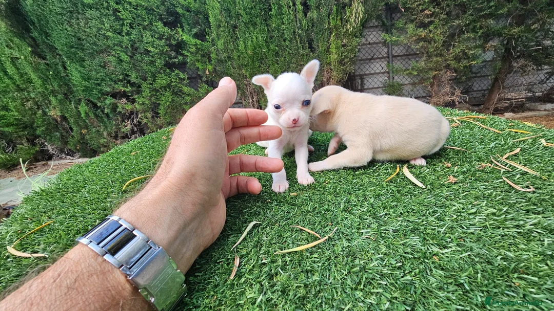 Chihuahua perros en venta: Chihuahuas militoy - Anuncio 1