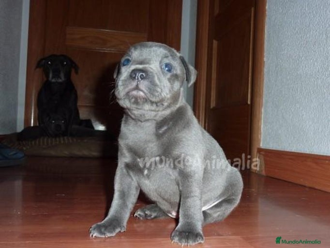 Imagen de galería {{count}}