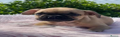 Bulldog Francés Cachorro 4