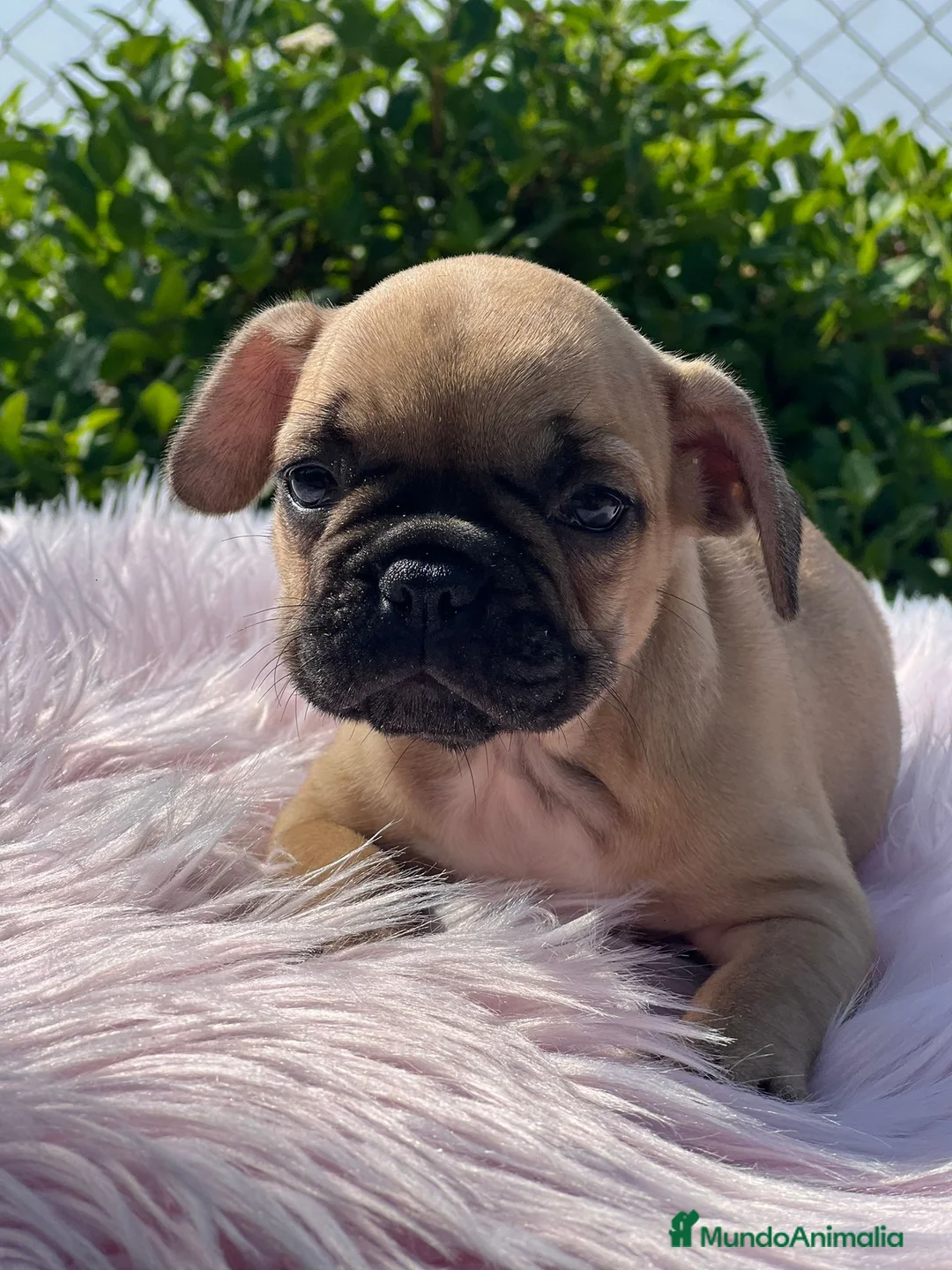 Bulldog Francés perros en venta: CAMADA BULLDOG FRANCÉS FAWN - Anuncio 2