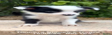 Border Collie 4