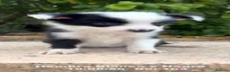 Border Collie perros en venta: BORDER COLLIE DE VILLA BIZNAGA - Anuncio 34