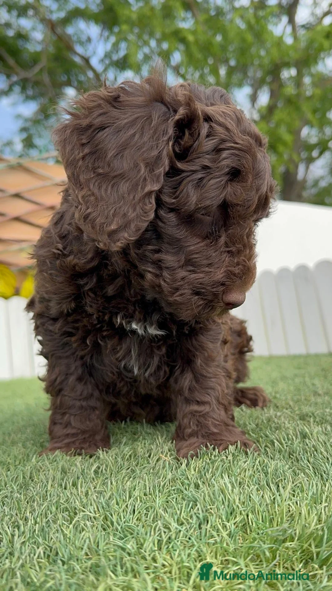 Perro de Agua Español perros en venta: PERRO DE AGUA ESPAÑOL - Anuncio 2