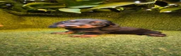 Teckel Miniatura perros en venta: teckel negro fuego miniatura  - Anuncio 6