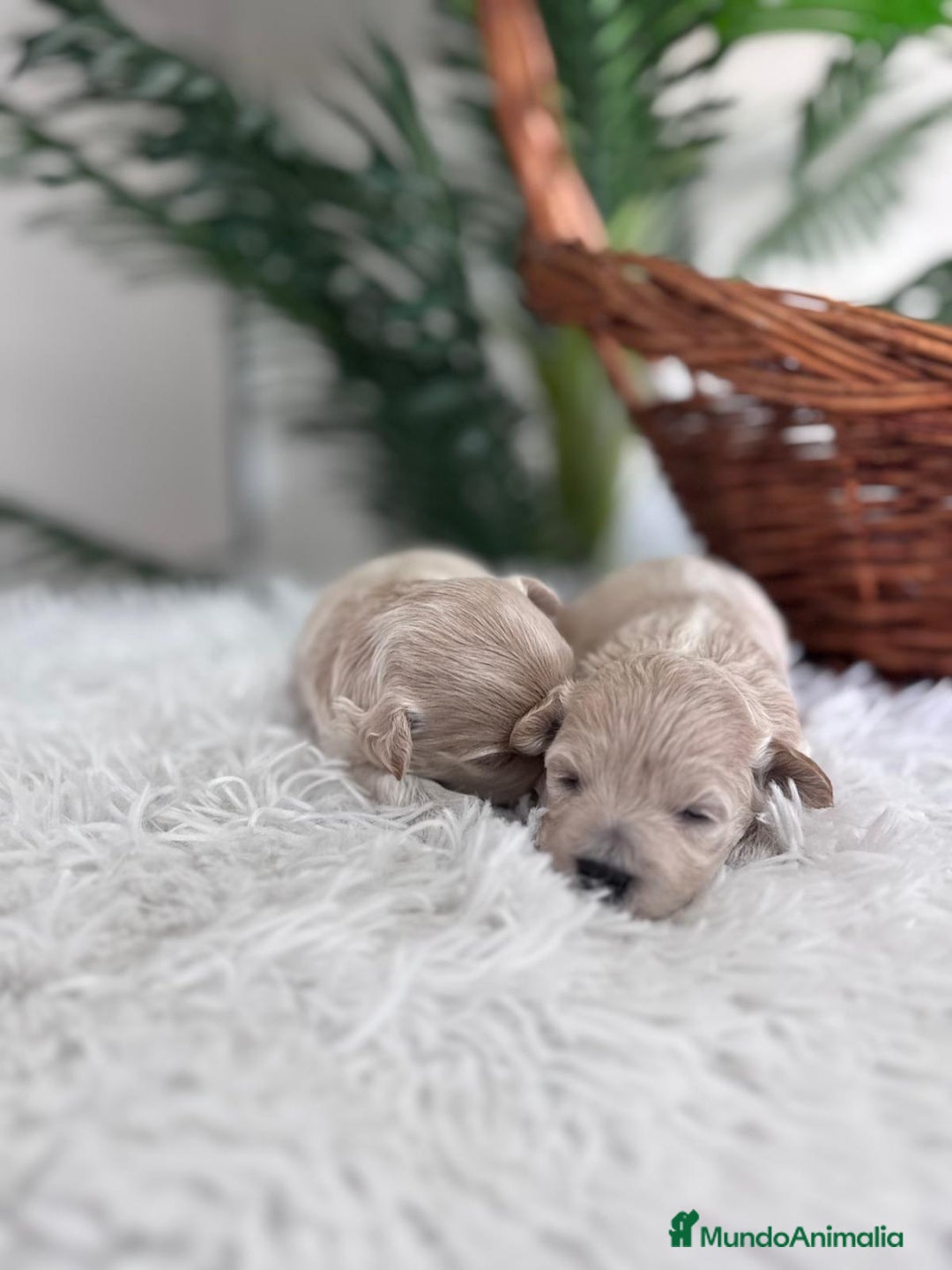 Maltipoo perros en venta: MALTIPOO HEMBRAS - Imagen 15
