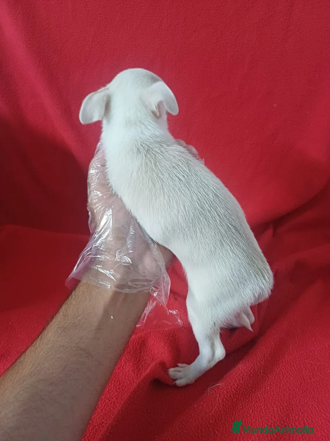 Chihuahua perros en venta: Chihuahua  - Anuncio 3