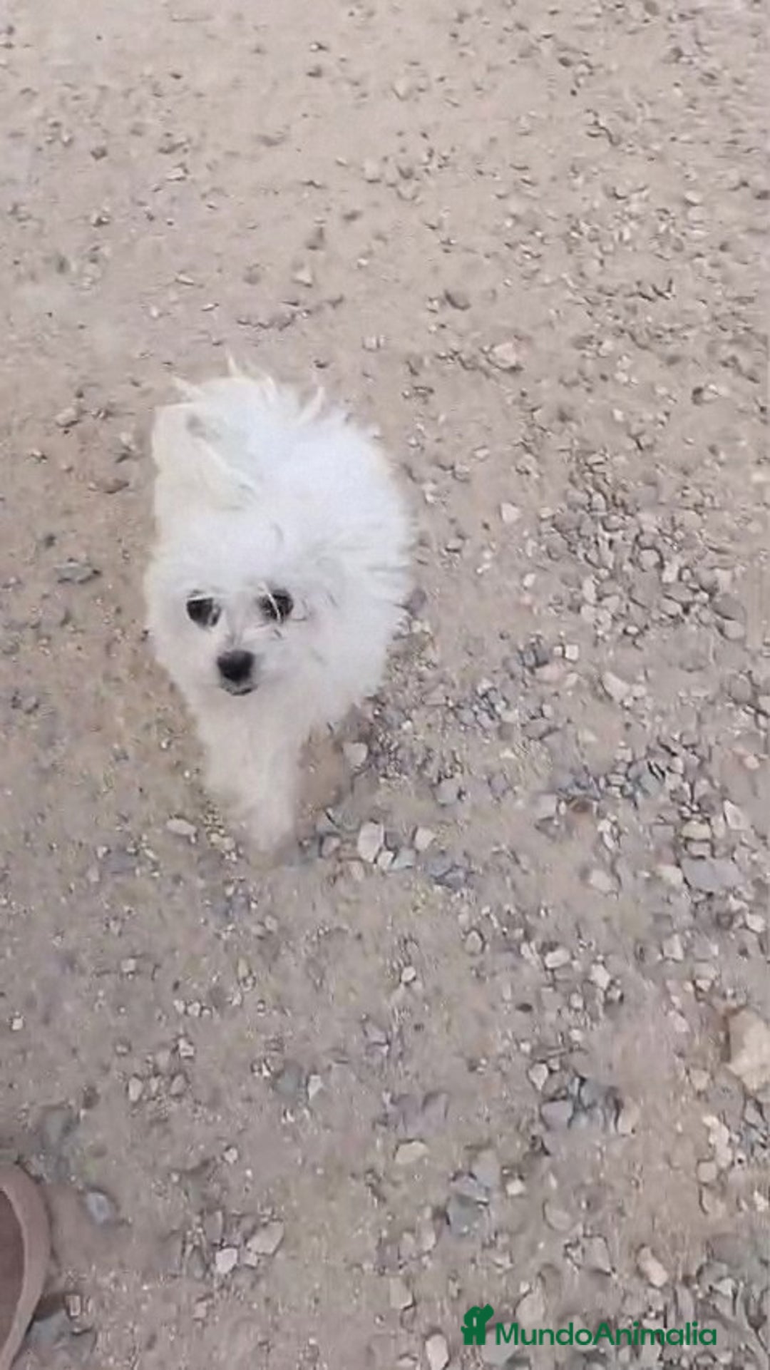 Bichón Maltés perros en venta: BICHON MALTES - Anuncio 2