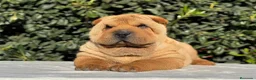 Shar Pei perros en venta: CACHORRITO SHAR PEI - Anuncio 1