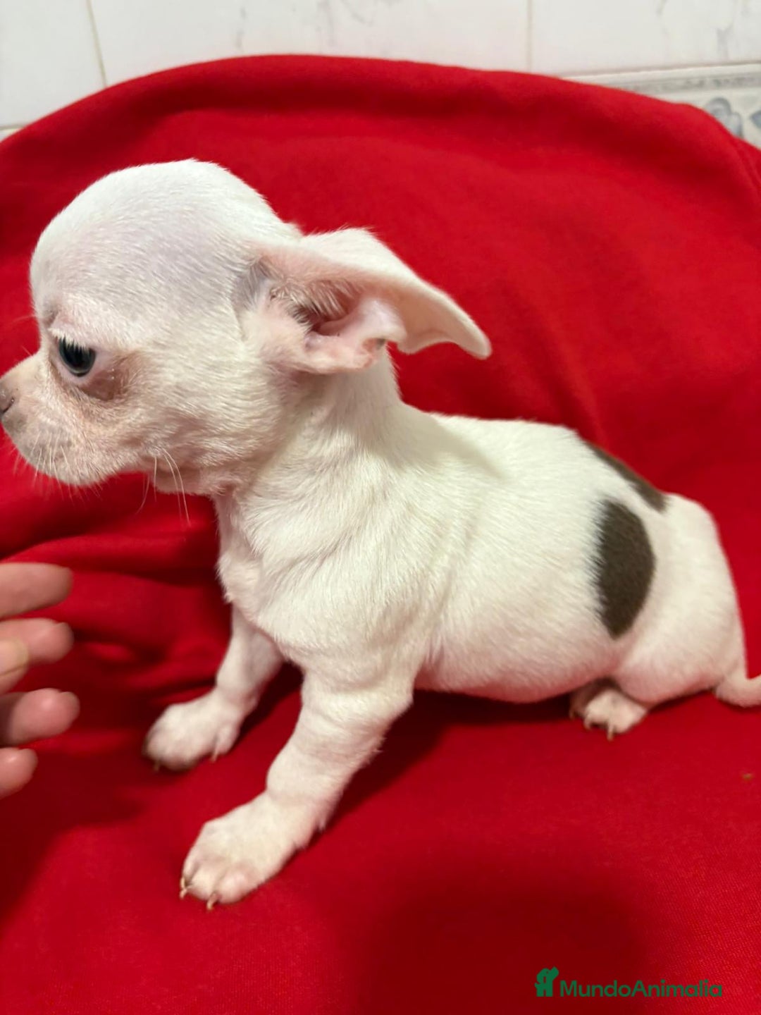 Chihuahua perros en venta: Chihuahua toy blanco - Anuncio 7