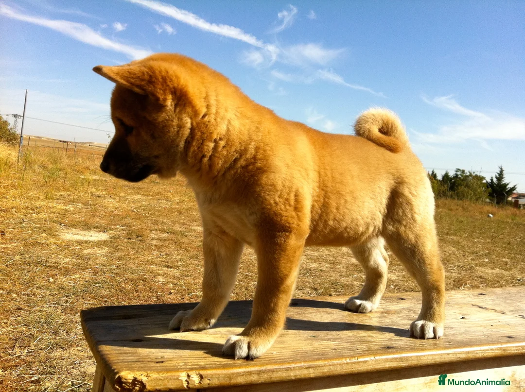 Shiba Inu perros en venta: Shiba Inu en Madrid - Anuncio 3